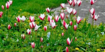 Pampore Karewas bloom into a tulip tapestry