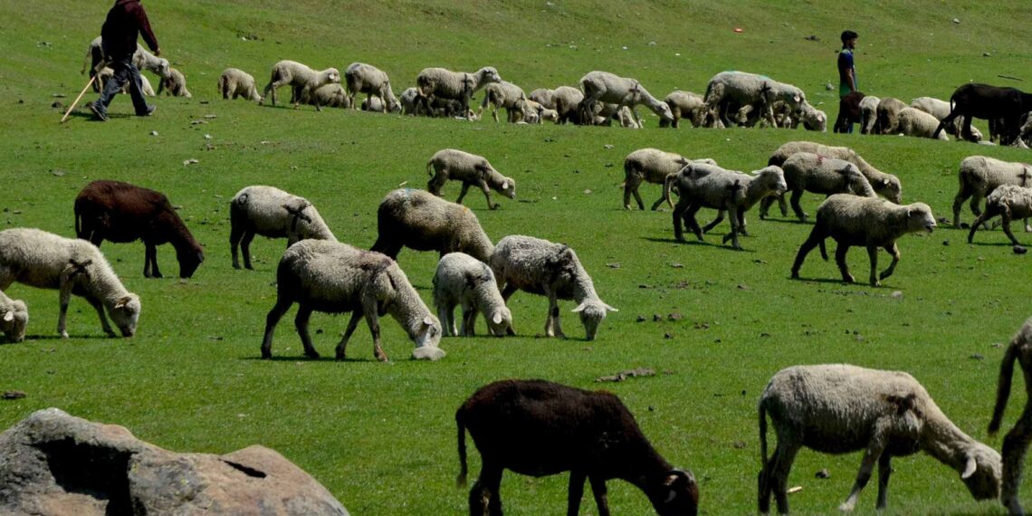 A herd of sheep grazing in the lush green meadows of central Kashmir’s Budgam district
