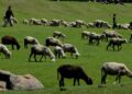 A herd of sheep grazing in the lush green meadows of central Kashmir’s Budgam district