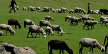 A herd of sheep grazing in the lush green meadows of central Kashmir’s Budgam district