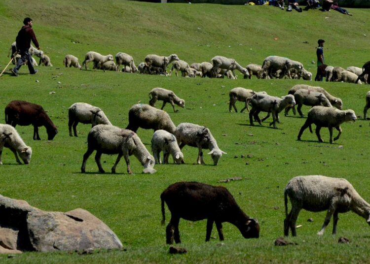 A herd of sheep grazing in the lush green meadows of central Kashmir’s Budgam district