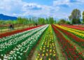 Tulip Garden draws 1.78 lakh visitors in 15 days