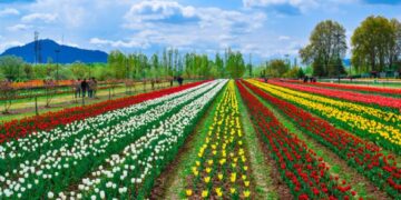 Tulip Garden draws 1.78 lakh visitors in 15 days