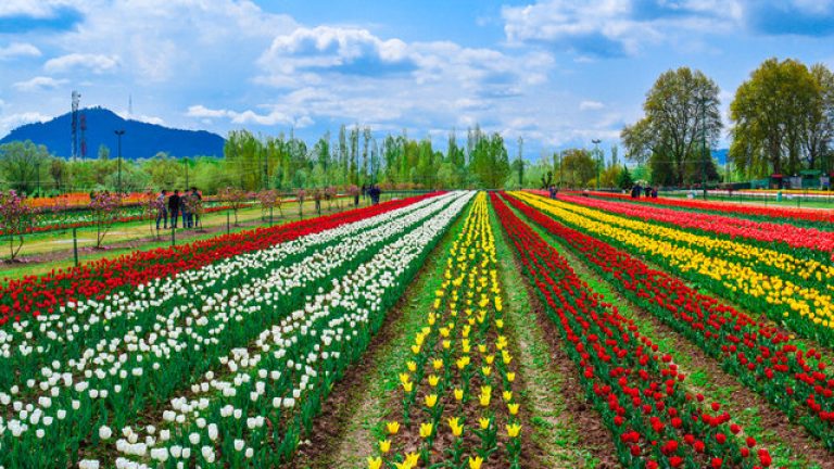 Tulip Garden draws 1.78 lakh visitors in 15 days