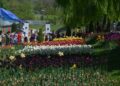 Season ends for Tulip Garden with 3.9 lakh visitors