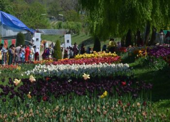 Season ends for Tulip Garden with 3.9 lakh visitors