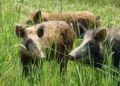 Roots of Ruin : Wild Boars Re-Emerge to Wreak Havoc on Kashmir’s Farms