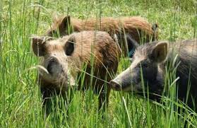 Roots of Ruin : Wild Boars Re-Emerge to Wreak Havoc on Kashmir’s Farms