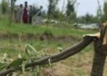Police register FIR over chopping of apple trees