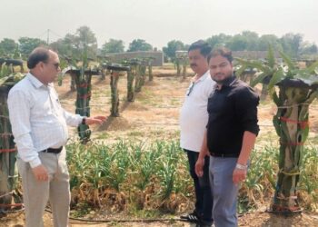 Dragon fruit cultivation gets impetus in Samba villages  