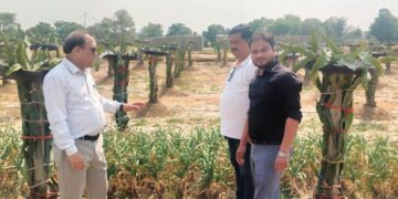 Dragon fruit cultivation gets impetus in Samba villages  