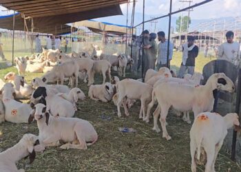 Sacrificial animal rush at Eidgah Srinagar