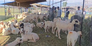 Sacrificial animal rush at Eidgah Srinagar