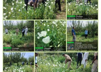Excise Department intensifies drive against illicit poppy cultivation in Shopian