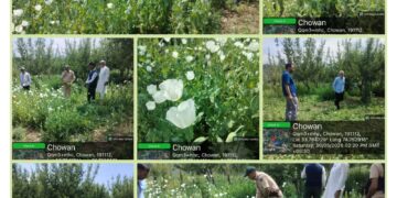 Excise Department intensifies drive against illicit poppy cultivation in Shopian
