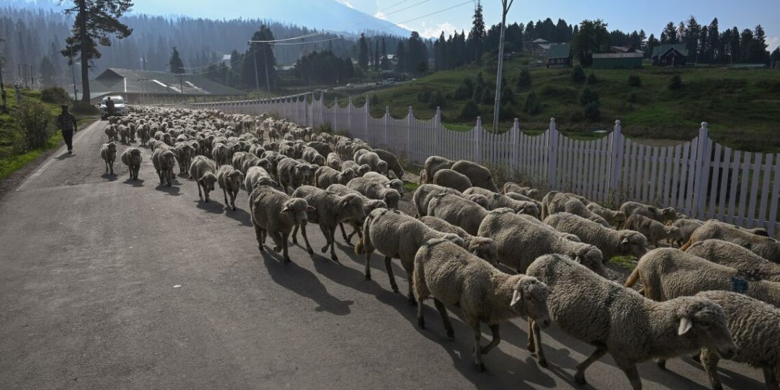 Eid-ul-Adha : ‘Kashmir receives 80-90 trucks of sheep daily’