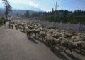 Eid-ul-Adha : ‘Kashmir receives 80-90 trucks of sheep daily’