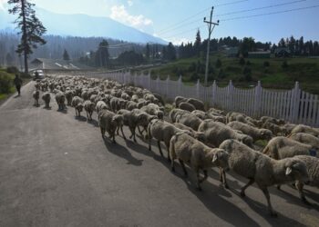 Eid-ul-Adha : ‘Kashmir receives 80-90 trucks of sheep daily’