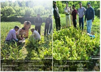 Nasha Mukht J&K Abhiyan :  Central Kashmir Excise Range destroys Poppy cultivation
