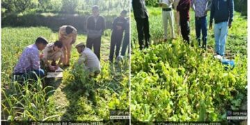 Nasha Mukht J&K Abhiyan :  Central Kashmir Excise Range destroys Poppy cultivation