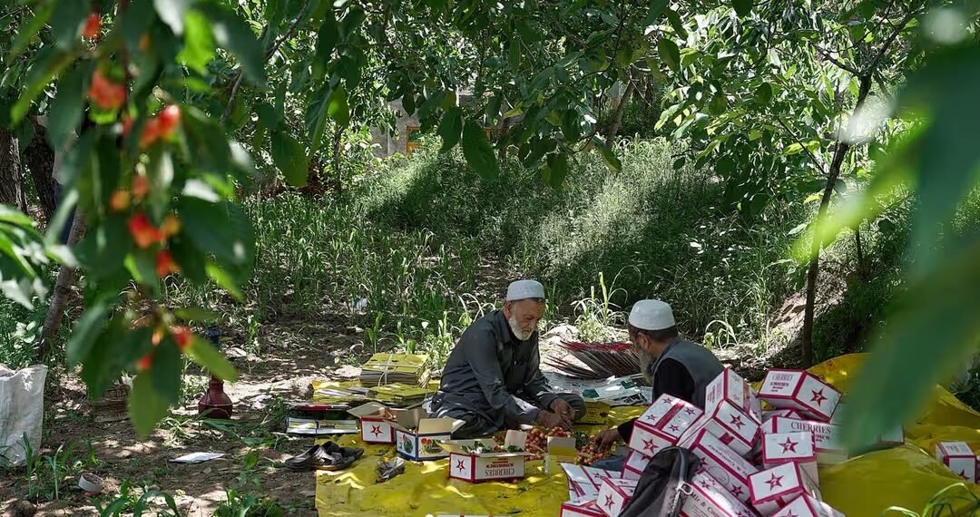 Cherry harvesting in full swing in Ganderbal