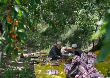Cherry harvesting in full swing in Ganderbal