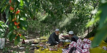 Cherry harvesting in full swing in Ganderbal