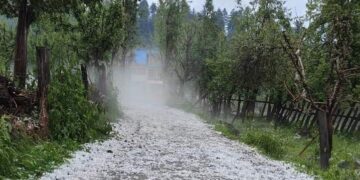 Hailstorm-hit growers say govt ignoring crop insurance, loan waiver pleas