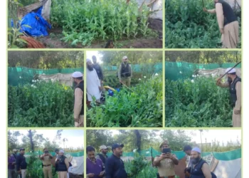 Drive against illicit poppy cultivation conducted in Saidapora Bala Shopian
