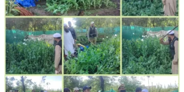 Drive against illicit poppy cultivation conducted in Saidapora Bala Shopian