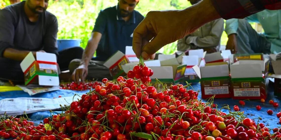 Italian, Bulgarian cherries fetch Rs 200-300 per kg in Kashmir