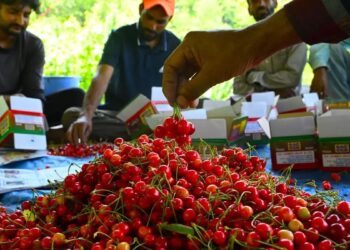 Italian, Bulgarian cherries fetch Rs 200-300 per kg in Kashmir