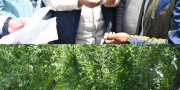 Javid Dar tours hailstorm hit Rafiabad, assures relief to affected farmers