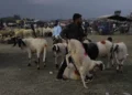 Only fit sacrificial animals allowed in Sopore markets