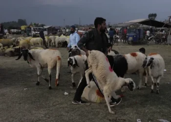 Only fit sacrificial animals allowed in Sopore markets
