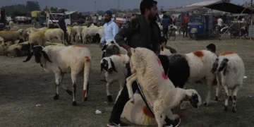 Only fit sacrificial animals allowed in Sopore markets