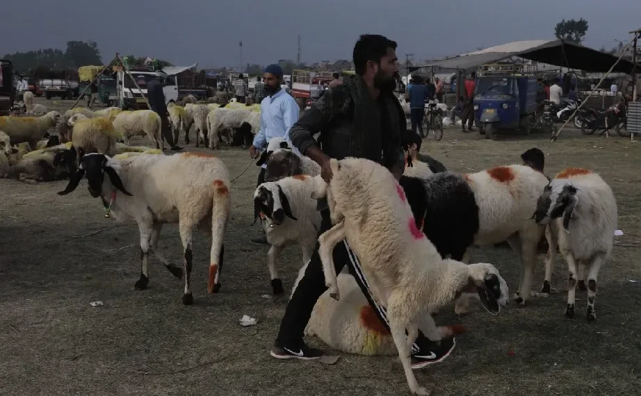 Only fit sacrificial animals allowed in Sopore markets