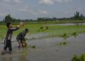 Farmers sow saplings in a paddy field in outskirts of Srinagar on Thursday