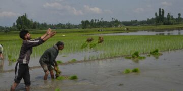 Farmers sow saplings in a paddy field in outskirts of Srinagar on Thursday