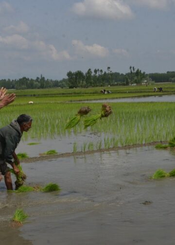 Farmers sow saplings in a paddy field in outskirts of Srinagar on Thursday