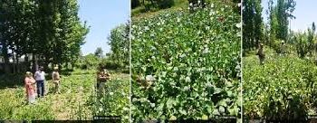Central Kashmir Excise Range destroys illegal poppy cultivation at multiple locations