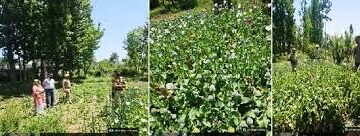 Central Kashmir Excise Range destroys illegal poppy cultivation at multiple locations