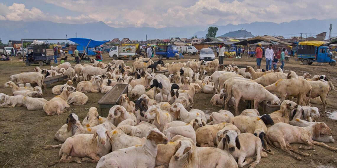 Kashmir’s Eid-ul-Adha livestock trade hits Rs 384 crore: KMDA