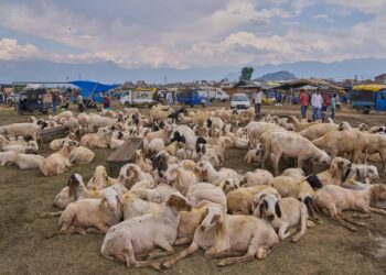 Kashmir’s Eid-ul-Adha livestock trade hits Rs 384 crore: KMDA