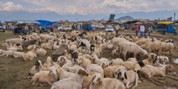 Kashmir’s Eid-ul-Adha livestock trade hits Rs 384 crore: KMDA