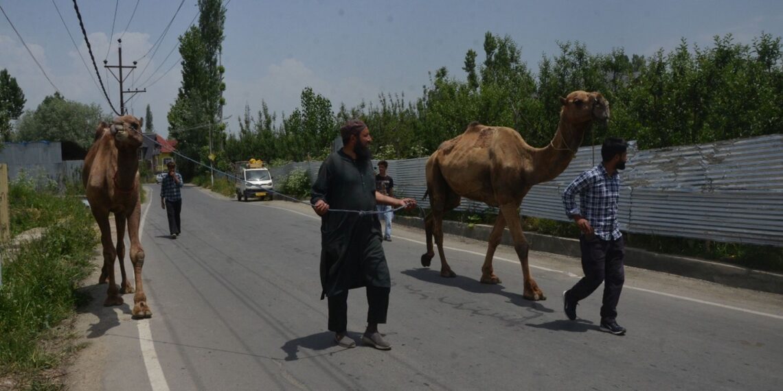 Ahead of Eid-ul-Adha, camels, often brought in from states like Rajasthan, are gaining popularity as economical choice for Qurbani. In Islamic tradition, one camel can be shared by up to 7 families.