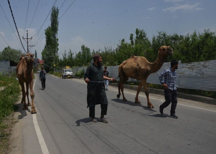 Ahead of Eid-ul-Adha, camels, often brought in from states like Rajasthan, are gaining popularity as economical choice for Qurbani. In Islamic tradition, one camel can be shared by up to 7 families.