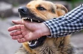 In one year, SMHS reports over 17,000 dog, cat bite cases