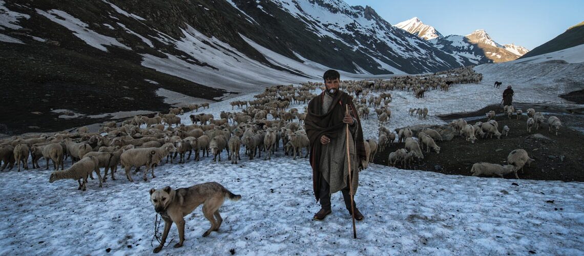 J&K nomads bear brunt of unusual climate