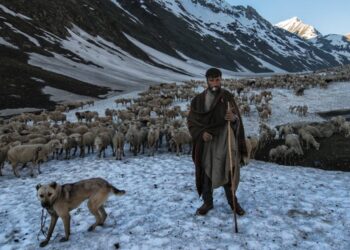 J&K nomads bear brunt of unusual climate